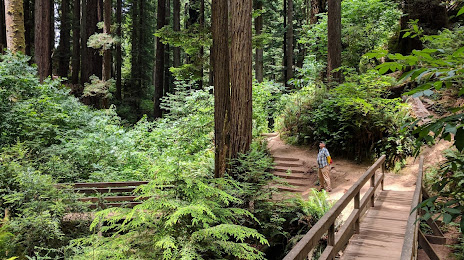 Redwood Park, 