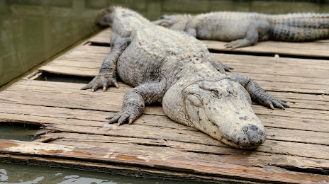 Gator Country LA Alligator Park, 