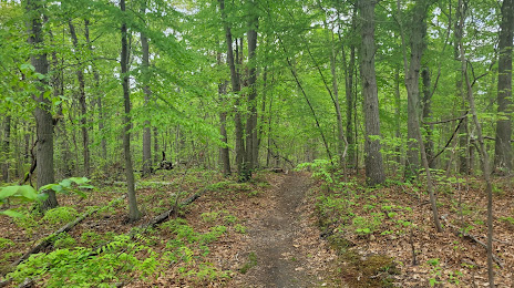 Laurel Ridge Setauket Woods Nature Preserve, 