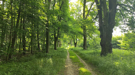 Las Młochowski, Milanówek