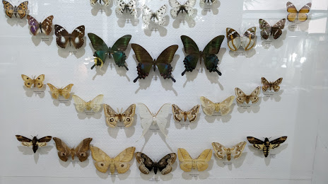 Музей насекомых, Пятигорск