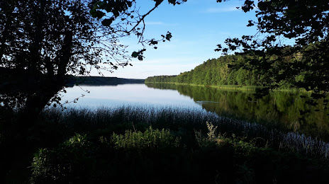 Jezioro Straduń, Trzcianka