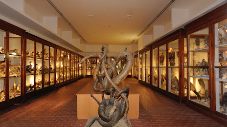 Galleria di Storia Naturale - CAMS, Marsciano