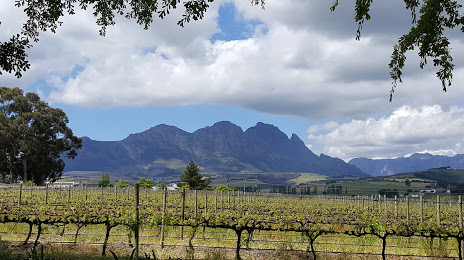Simonsig Wine Estate, Stellenbosch