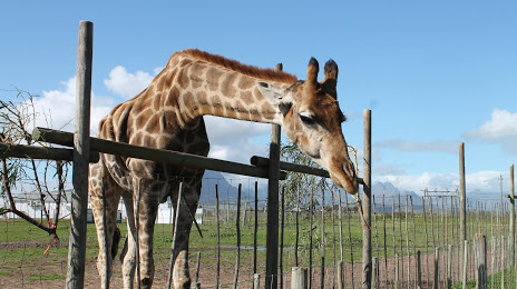 Giraffe House, Stellenbosch