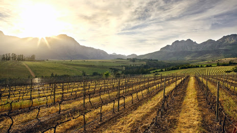 Haskell Vineyards - Dombeya Wines, Stellenbosch