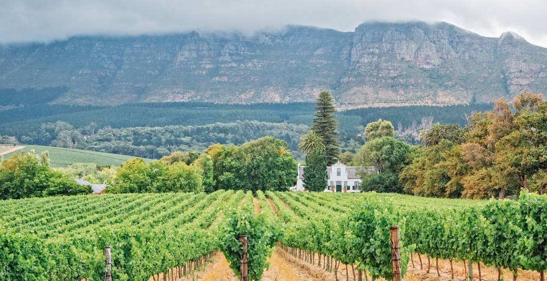 Stellenbosch Vineyards, 