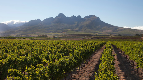 The Winery of Good Hope, Stellenbosch