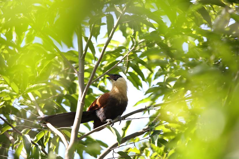 Raja Sikatuna National Park, Tagbilaran City