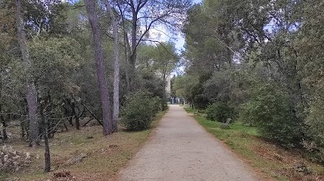 Bois de Montmaur, Montpellier