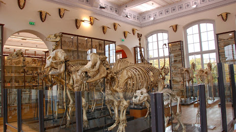 Musée Fragonard de l'École vétérinaire de Maisons-Alfort, Charenton-le-Pont