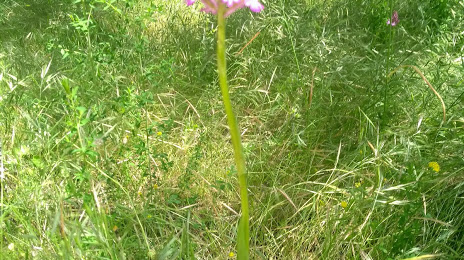 Plaine des Orchidées, Villeurbanne
