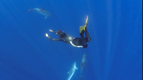 EXOCET : Nager avec les dauphins (SARL EXOCET), 