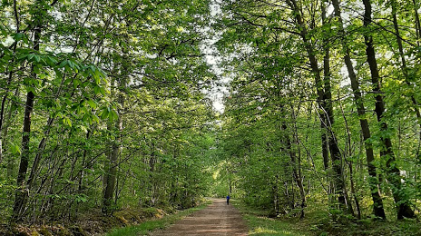 Forêt Déparmentale de Sainte-Apolline, Plaisir