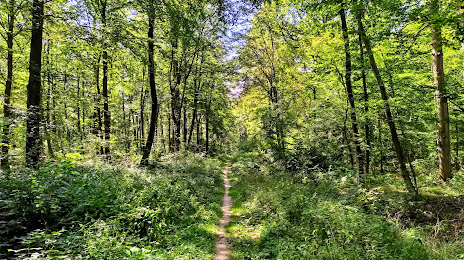 Forêt Domaniale de Laigue, Compiègne