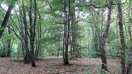 Forêt Domaniale de Notre Dame, Évry
