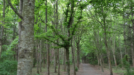 Forêt d'ifs, Caen