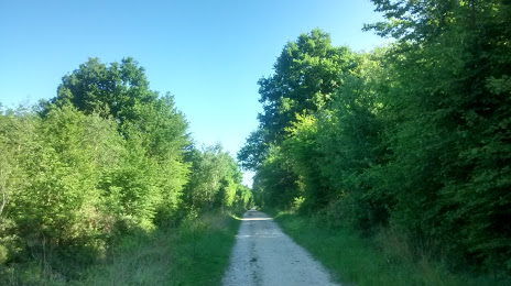 Bois de la Rochette, Dammarie-lès-Lys