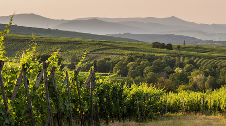Domaine Joseph Gruss & Fils (Vins Fins d'Alsace), 