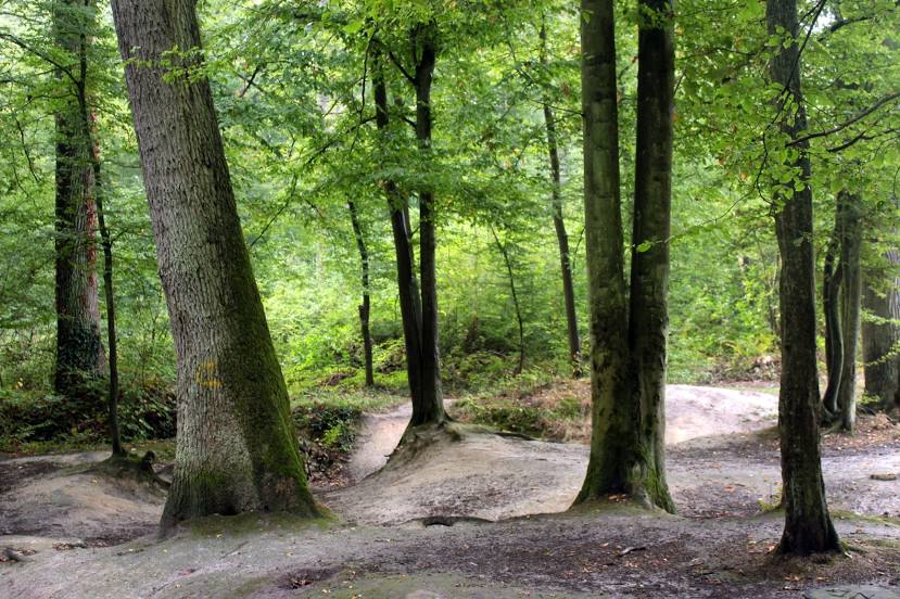 Forêt Domaniale de Fausses Reposes, Sèvres