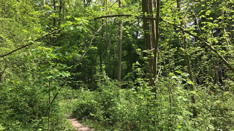 Forêt de Bois-d'Arcy, Montigny-le-Bretonneux