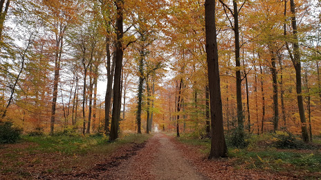 Forêt d'Halatte, Senlis