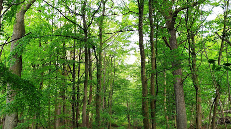 Forêt Départementale des Flambertins, Poissy
