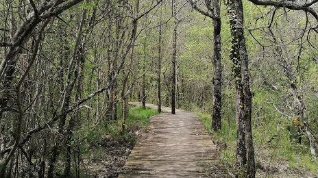 Forêt Domaniale de Pélissier, 