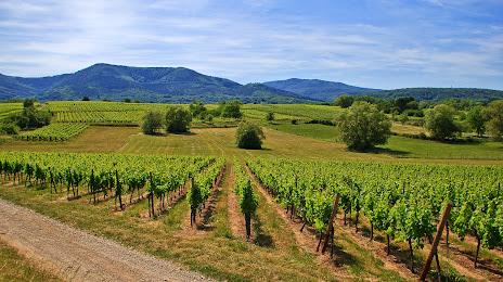 Robert Blanck Alsace Wines, Obernai