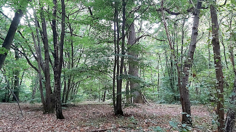 Forêt Domaniale de Notre Dame, 