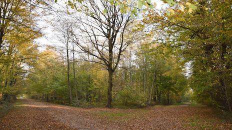 Forêt Régionale de Gros Bois, Sucy-en-Brie