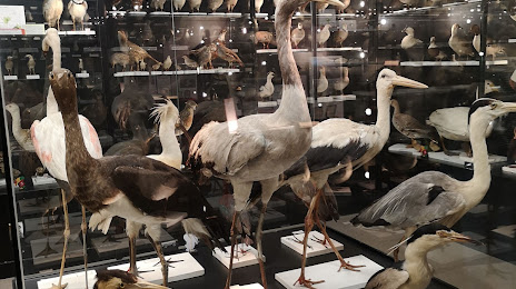 Musée Ornithologique Charles Payraudeau, La Roche-sur-Yon