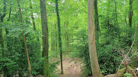 Forêt de Londe-Rouvray, Saint-Étienne-du-Rouvray