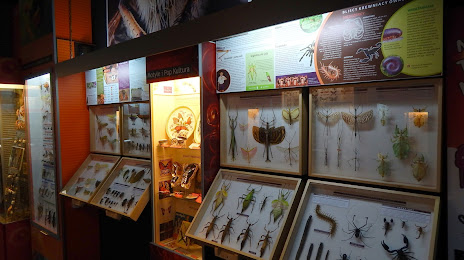 Butterfly Museum in Wladyslawowo, 