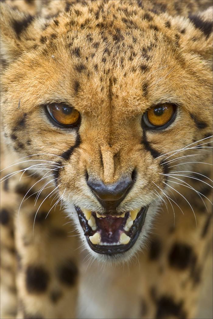 Ann van Dyk Cheetah Centre, Brits