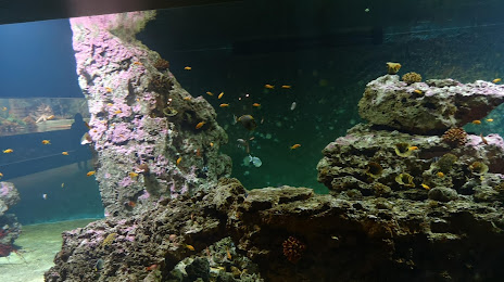 Aquarium de Vendée, Château-d'Olonne