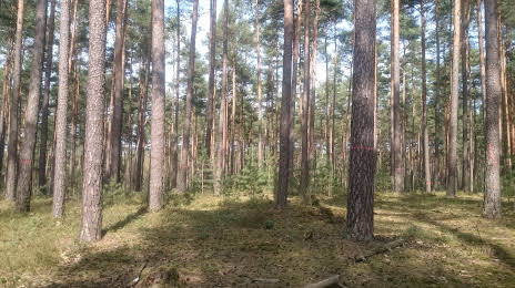Tennenlohe Forest, Fürth