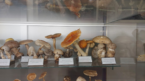 Mushroom Museum, 