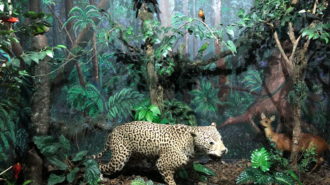 Natural History Museum Capon of Imbuia, Curitiba