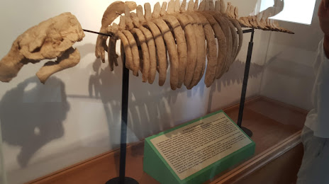 Museo Paleontologico di Roncà, Chiampo