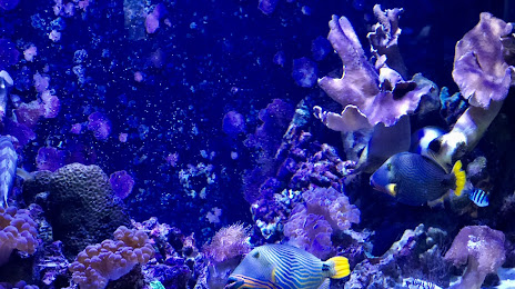 Aqaba Aquarium, 