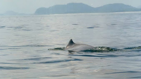 Passeios dos Golfinhos, Paranaguá