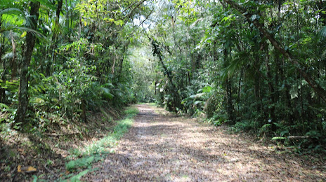 Palmito State Forest, Paranaguá