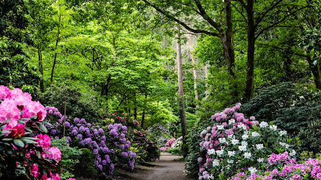 Rhododendronpark Gristede, Wiefelstede