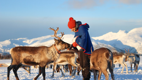 Tromso Arctic Reindeer / Sami Arctic Reindeer, 
