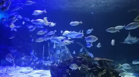Aquarium Del Bajio (Acuario Del Bajio), León