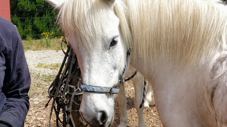 Christchurch Icelandic Horse Treks, 