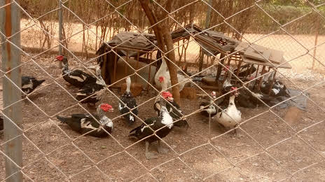 Zoo du Bangr Weoogo, Ouagadougou