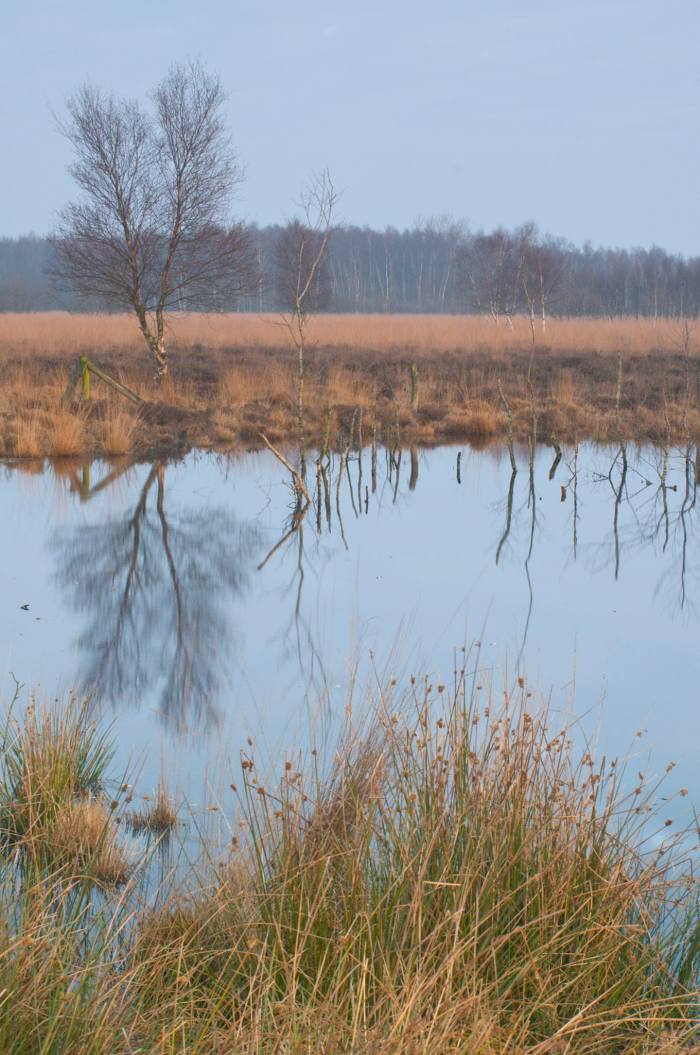 Bargerveen Nature Reserve (Bargerveen), Klazienaveen