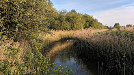 Filsham Reedbeds Nature Reserve, Sussex Wildlife Trust, 